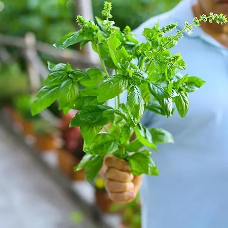 Colle Dell'ara فندق مبيت وإفطار