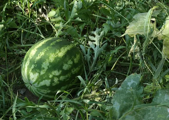 Colle Dell'ara Отель типа 