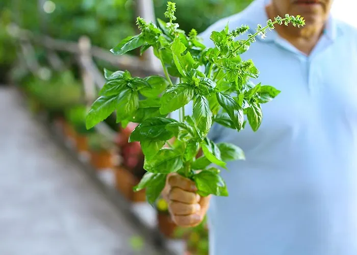 Colle Dell'ara Отель типа 